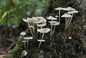 gestreepte trechterzwam (clitocybe vibecina) 09-2010 9832